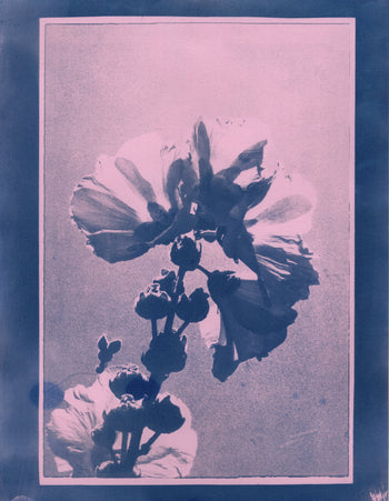 Hollyhock, 2025, Variations| Cyanotype Print | 8.5x11"