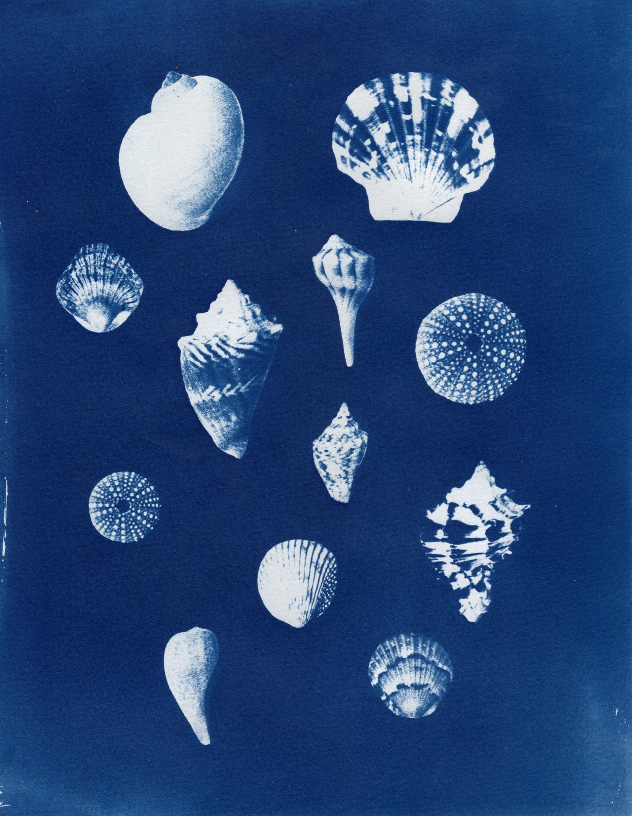 Sea Shells #3, 2026, Variations | Cyanotype Prints | 8.5x11"