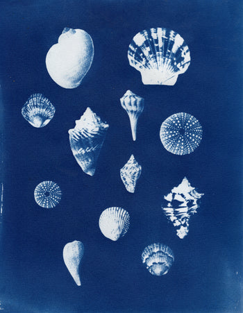 Sea Shells #3, 2026, Variations | Cyanotype Prints | 8.5x11"