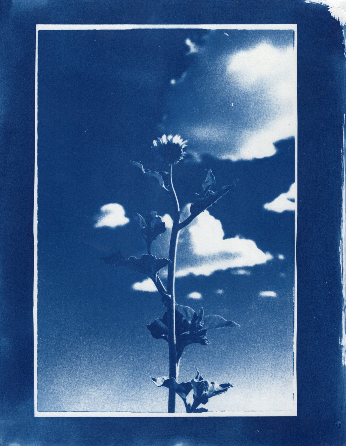 Sunflower, 2026 | Cyanotype Print | 8.5x11"