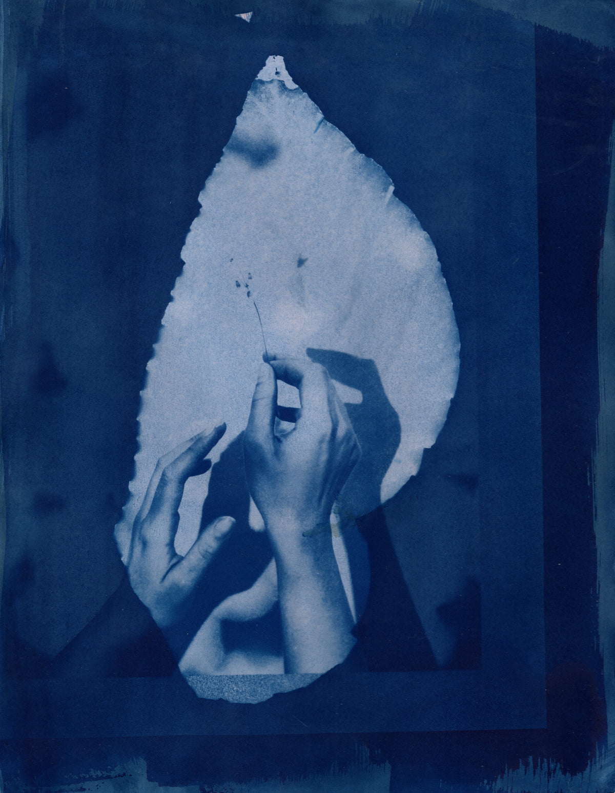 Bugonia, 2026 | Cyanotype Print | 8.5x11" | 1 of 1