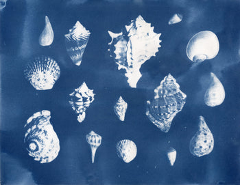Sea Shells #4, 2026, Variations | Cyanotype Prints | 8.5x11"