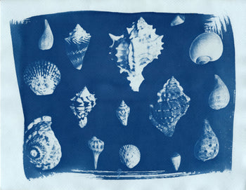 Sea Shells #4, 2026, Variations | Cyanotype Prints | 8.5x11"