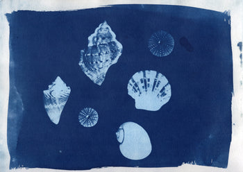 Sea Shells #4, 2026, Variations | Cyanotype Prints | 8.5x11"
