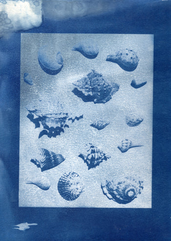Sea Shells #4, 2026, Variations | Cyanotype Prints | 8.5x11"