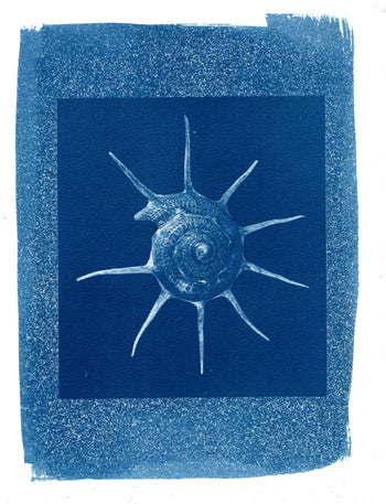 Nautilus #2, 2026 | Original Cyanotype Print | Ready to Ship