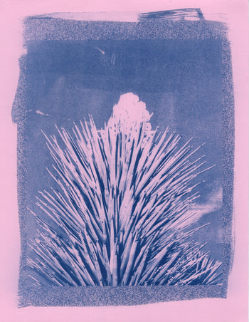 Yucca Bloom, 2025 | Cyanotype Print | 8.5x11"
