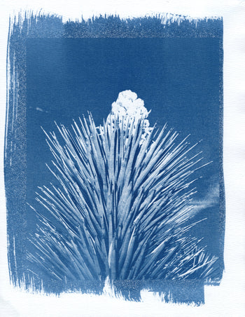 Yucca Bloom, 2025 | Cyanotype Print | 8.5x11"