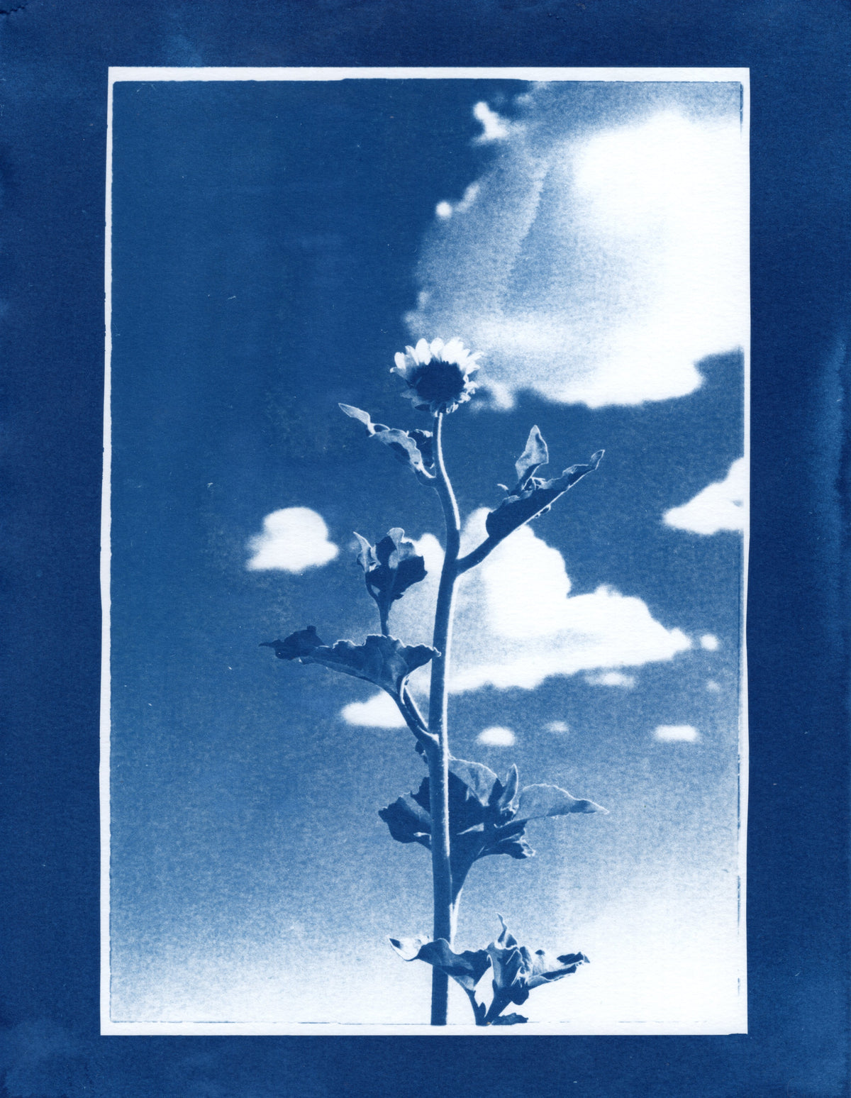 Sunflower, 2026 | Cyanotype Print | 8.5x11"