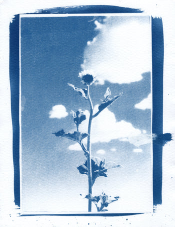 Sunflower, 2026 | Cyanotype Print | 8.5x11"