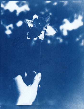 Daffodil, 2023 | Original Cyanotype Print | 8.5x11"