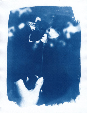Daffodil, 2023 | Original Cyanotype Print | 8.5x11"