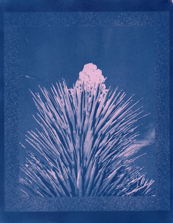 Yucca Bloom, 2025 | Cyanotype Print | 8.5x11"