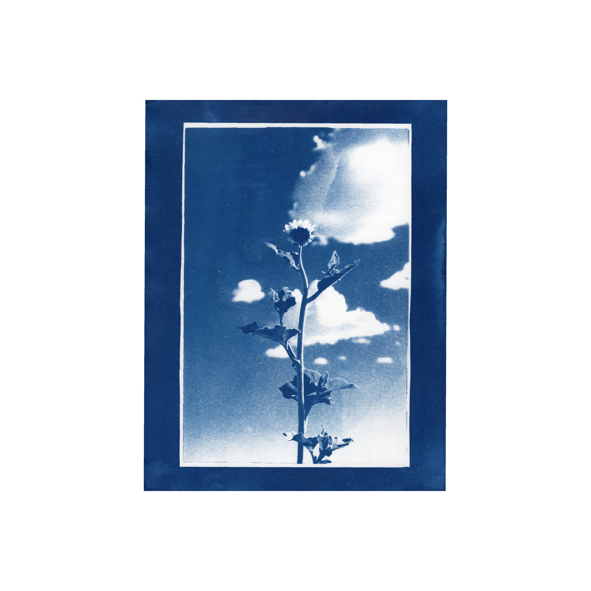 Sunflower, 2026 | Cyanotype Print | 8.5x11"
