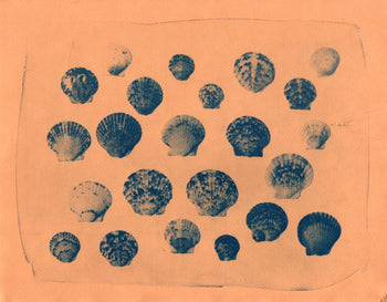 Scallop Shells, 2026 | Original Cyanotypes | Ready to Ship