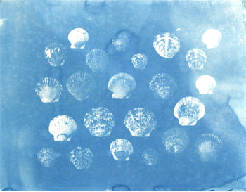 Scallop Shells, 2026 | Original Cyanotypes | Ready to Ship