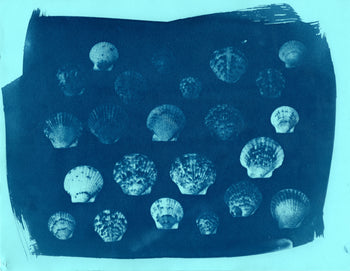 Scallop Shells, 2026 | Original Cyanotypes | Ready to Ship