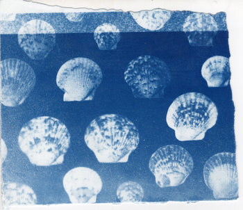 Scallop Shells, 2026 | Original Cyanotypes | Ready to Ship