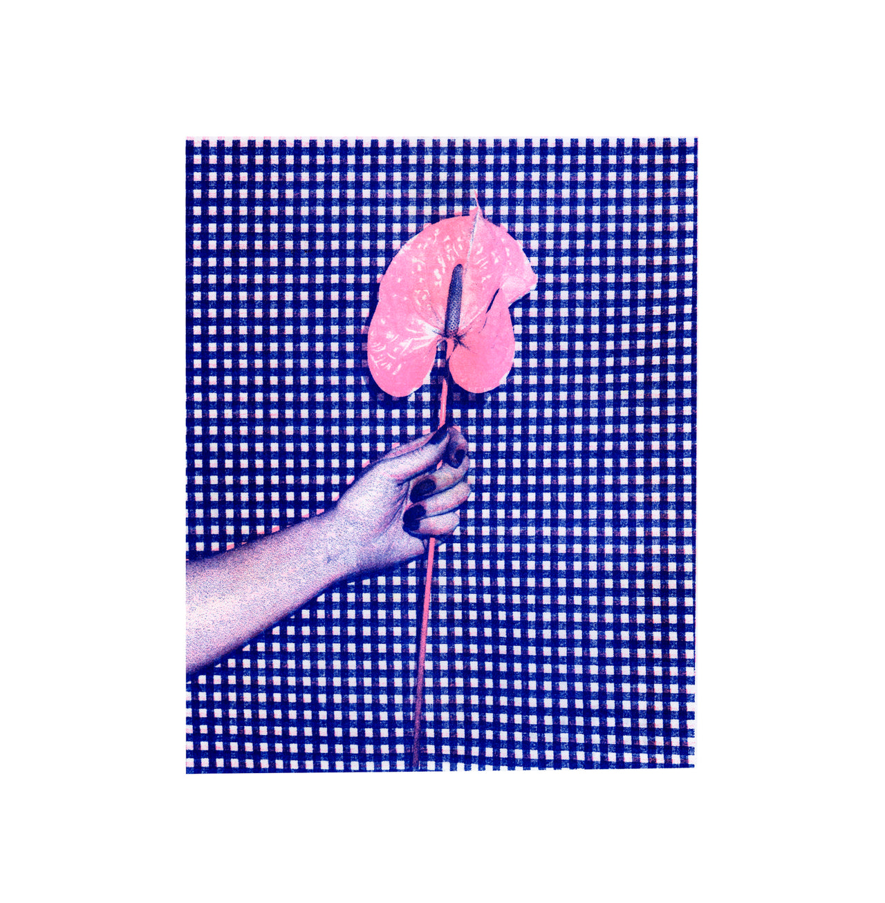 Anthurium, Gingham | Risograph 2026