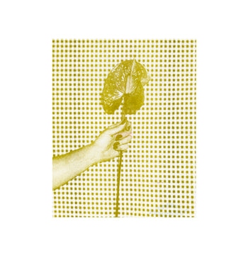 Anthurium, Gingham | Risograph 2026