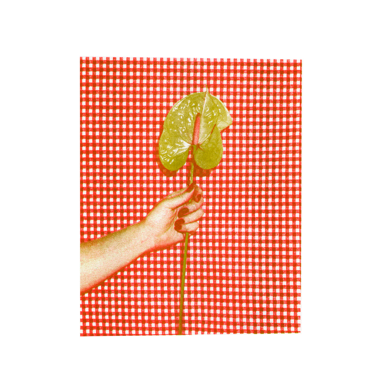 Anthurium, Gingham | Risograph 2026