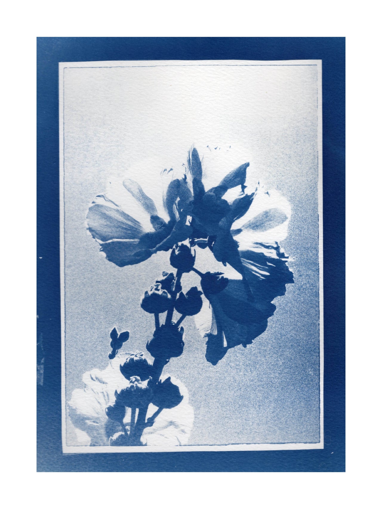 Hollyhock | Cyanotype 2025.