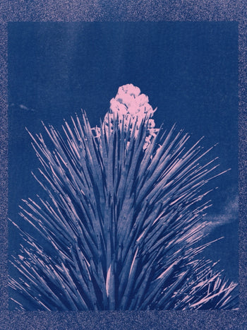 Yucca Bloom, 2025 | Cyanotype Print | 8.5x11"