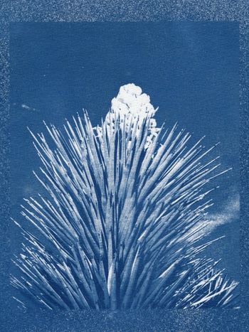Yucca Bloom, 2025 | Cyanotype Print | 8.5x11"