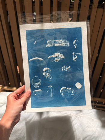 8.5x11"  | Original Cyanotype Prints | Ready to Ship