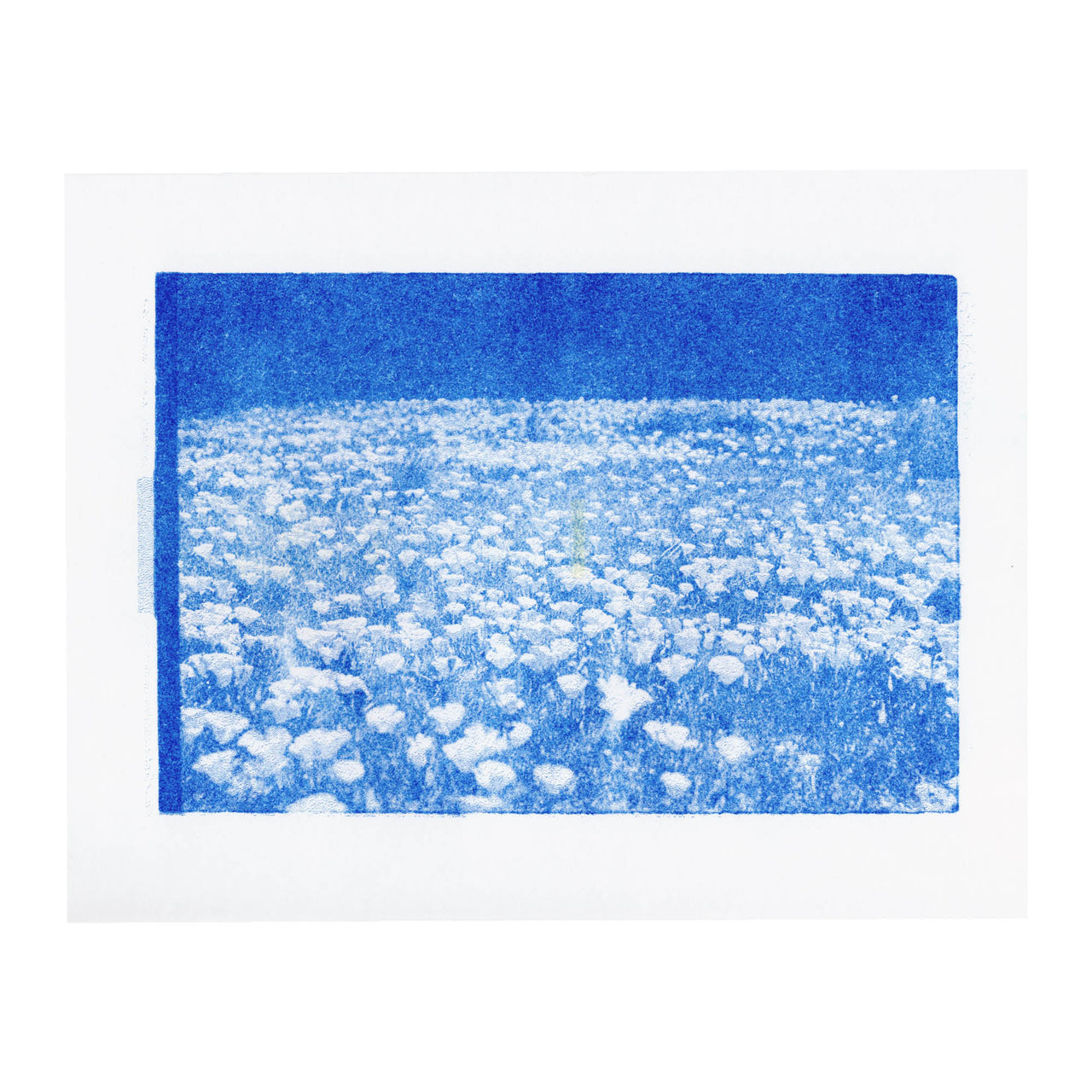 Poppy Fields, 2024. #2 Single Tone