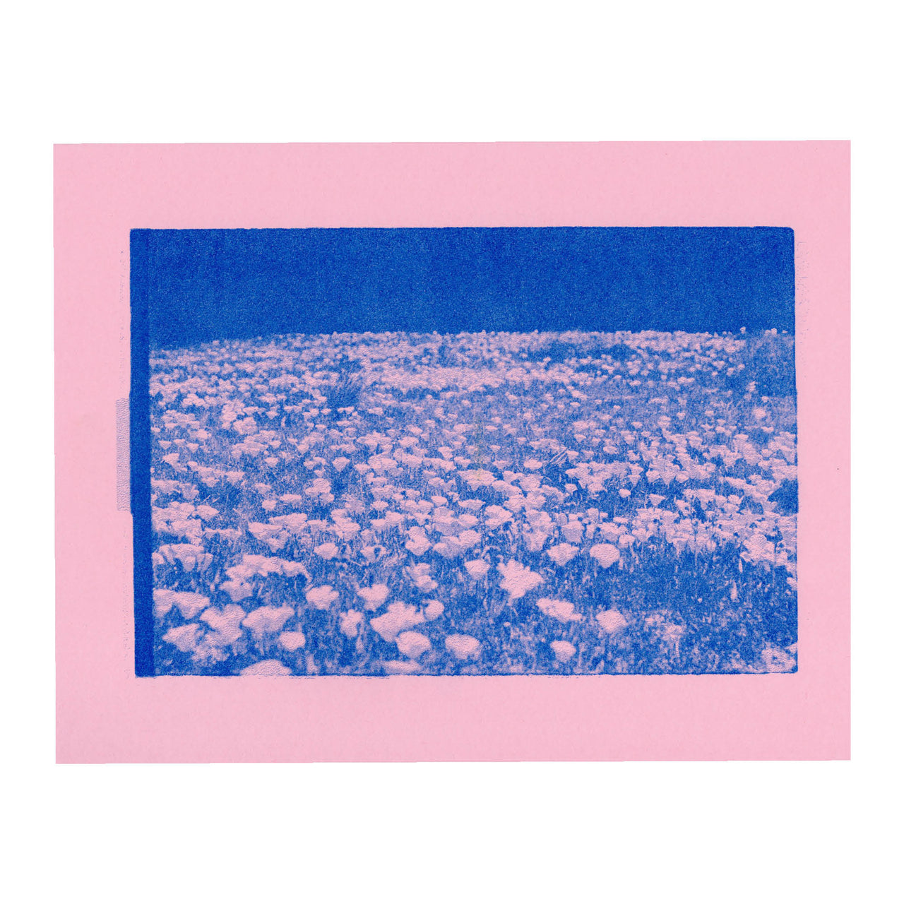 Poppy Fields, 2024. #2 Single Tone