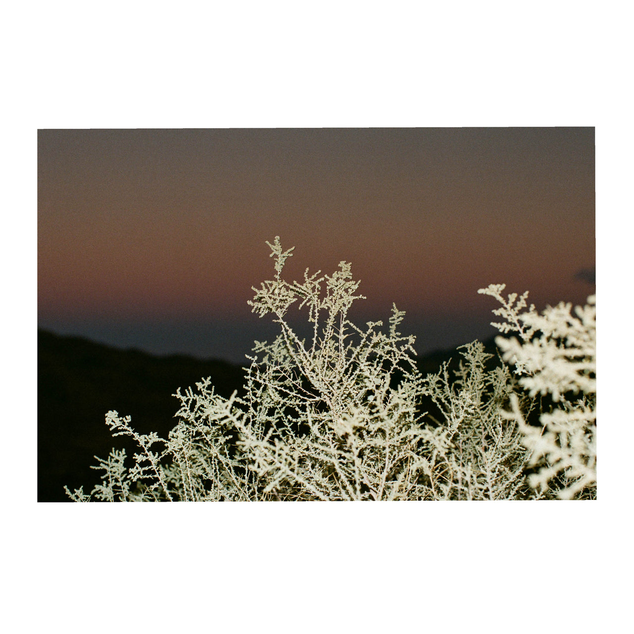 Anza Borrego, Dusk 2024.