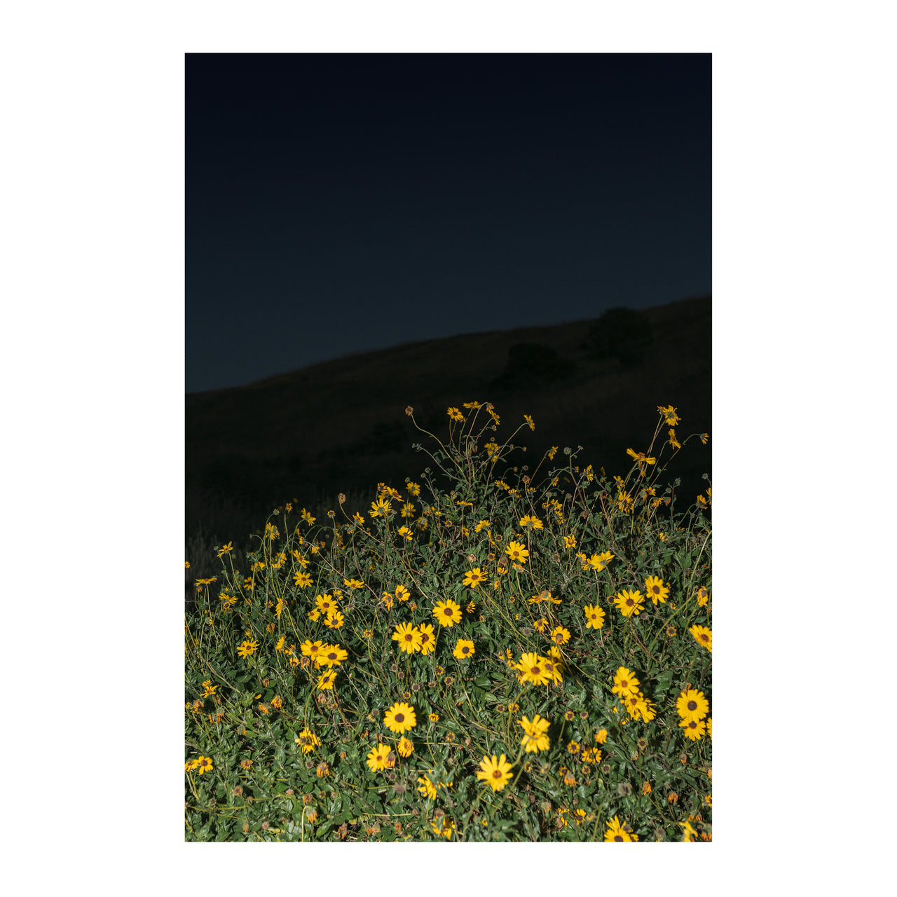 Bush Sunflower at Night, 2022.